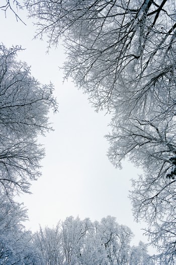 Worm-eye View of Trees