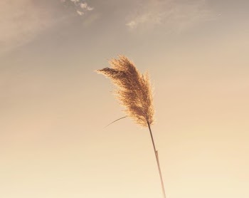worm's eye view of brown wheat under orange sky