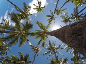 worm's eye view of coconut trees
