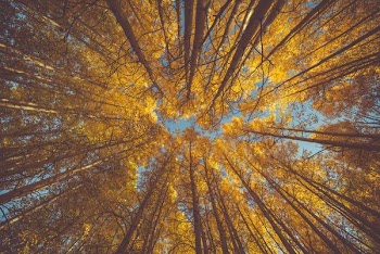 worm's eye view of yellow leafed trees
