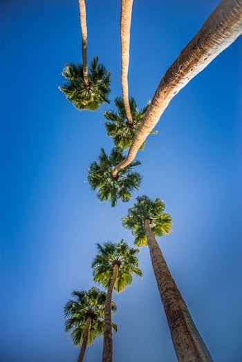 worm's eye view photo of green trees