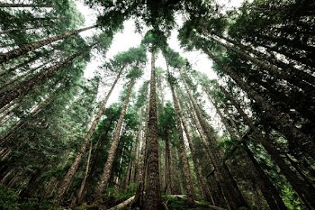worm's eye view photo of green trees