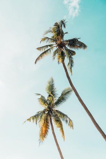 worm's-eye view photography of two coconut trees