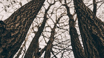 Worm View of Bare Trees