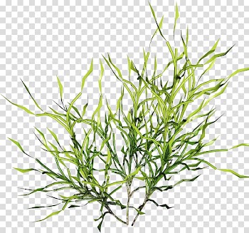 , Wound leaves transparent background PNG clipart