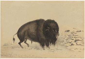 Wounded Buffalo Bull. Original from the Minneapolis | Free Photo - rawpixel