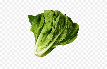 Wrap Iceberg lettuce Lettuce sandwich Romaine lettuce Salad - Bun with lettuce 