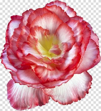 Wreath Crown , crown transparent background PNG clipart