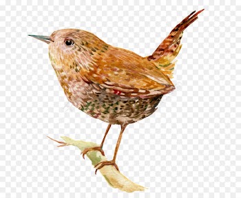 Wren Bird Illustration Image Stock photography -  