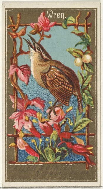 Wren, from the Birds of America | Free Photo - rawpixel
