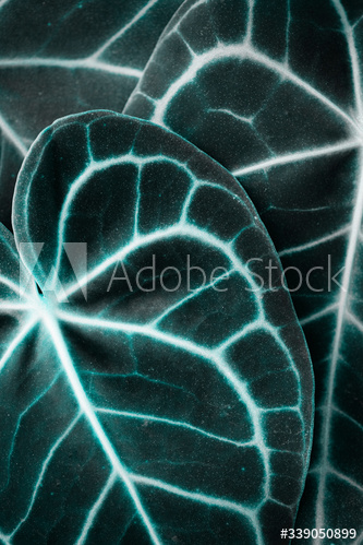Xanthosoma leaves closeup
