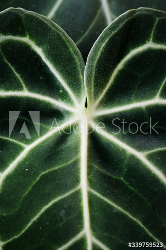 Xanthosoma leaves closeup