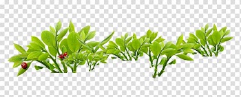 Xinyang Maojian tea Tieguanyin Da Hong Pao Green tea, Beautiful beautifully fresh leaves branch ladybug transparent background PNG clipart