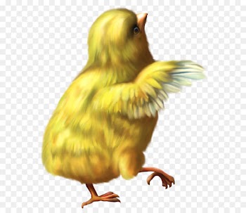 Y'all Morning Southern American English Contraction Pronoun - Easter Deco Chicken PNG Clipart Picture 