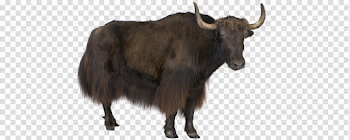 Yak Transparent Image