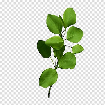 Yandex Polyvore u042fu043du0434u0435u043au0441.u0424u043eu0442u043au0438 Fashion, Leaves transparent background PNG clipart