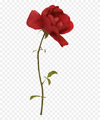 Yanıtla - Garden Roses