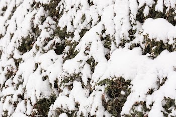 Yard Hedges With Snow