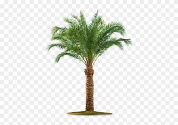 Yataypalm-big - Palm Tree White Background
