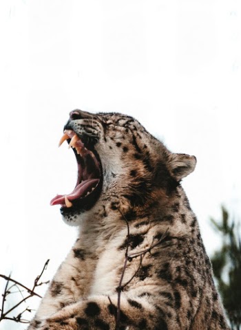 Yawn.