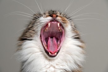 Yawning Cat
