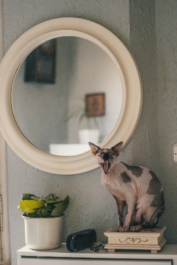 Yawning Cat Beside Mirror