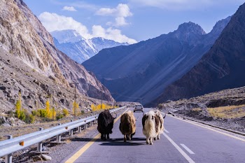 Yax on Highway Road
