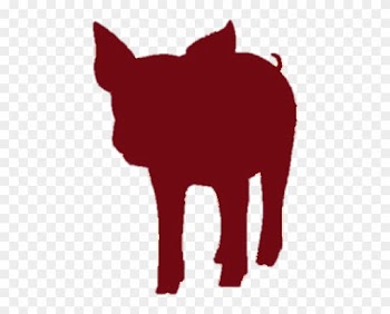 Year Of The Pig These Are People Who Show Great Concern - Domestic Pig