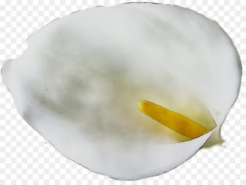 Yellow -  
