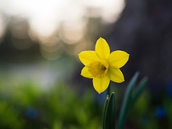 yellow 6-petal flower selective focus photo