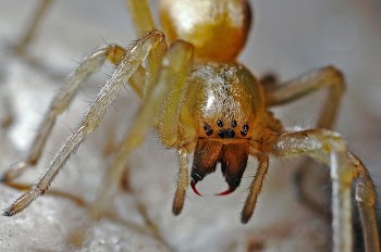 Yellow 8 Legged Spider