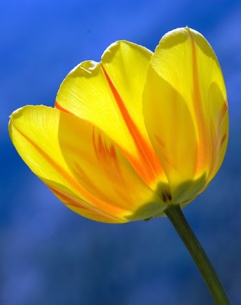 Yellow Adn Orange Petaled Print
