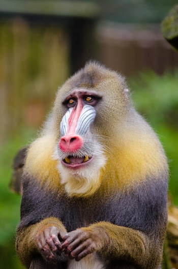 Yellow and Black Baboon