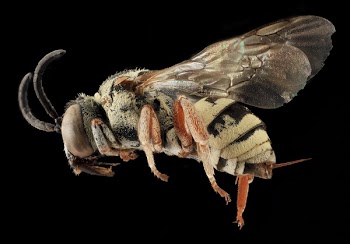 Yellow and Black Bee
