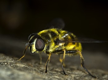 Yellow and Black Bee in Close-up Photography