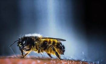 Yellow and Black Bee in Macro Photography