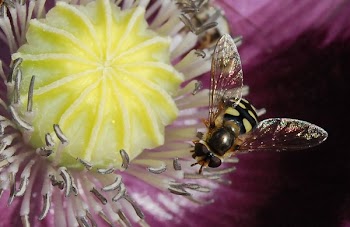 Yellow and Black Bee in Yellow Flower