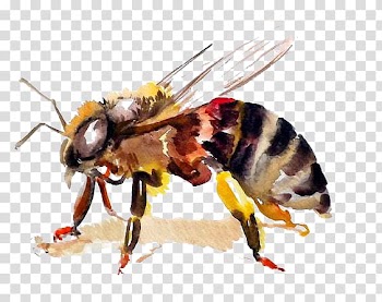 Yellow and black bee oi painting, Honey bee Hornet Watercolor painting, bee transparent background PNG clipart