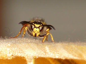 Yellow and Black Beeon Orange Textile