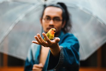 Yellow and Black Bird