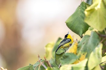 yellow and black bird on branch at daytime