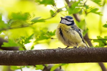 yellow and black bird on tree branch