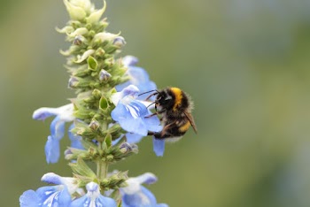 Yellow And Black Bumble Bee Perched On Lavender Selective Focus Photography