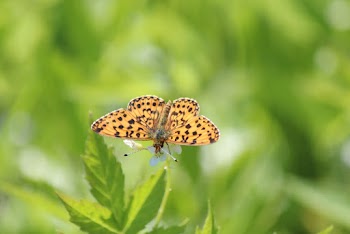 Yellow and Black Butterfly