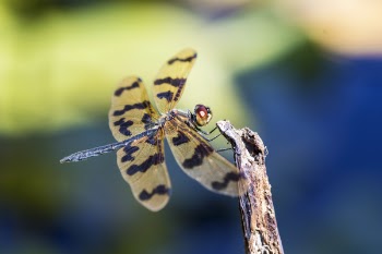Yellow and Black Dragonfly
