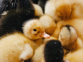 yellow and black ducklings