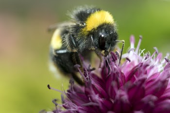 Yellow and Black Honeybee on Pink Petaled Flower