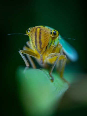 Yellow and Black Insect