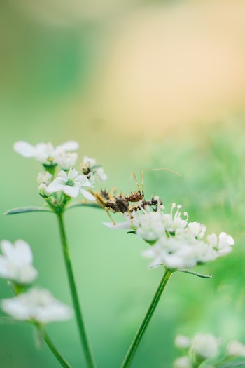 Yellow and Black Insect on White Cluster Flower