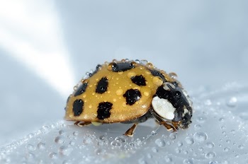 Yellow and Black Ladybug